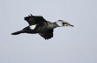 Great Cormorant (Phalacrocorax carbo) photo