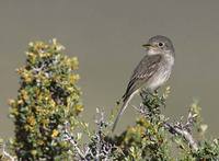 Gray Flycatcher (Empidonax wrightii) photo