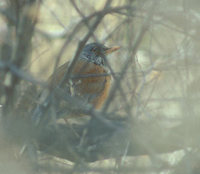 Rufous-backed Robin (Turdus rufopalliatus) photo