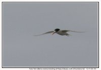 Fairy Tern - Sterna nereis