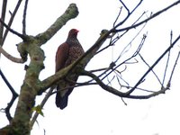 Scaled Pigeon - Patagioenas speciosa