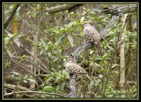 Bare-faced Ground-Dove - Metriopelia ceciliae
