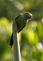 Maroon-tailed Parakeet - Pyrrhura melanura