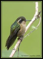 Speckled Hummingbird - Adelomyia melanogenys