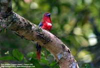 Red-headed Trogon - Harpactes erythrocephalus