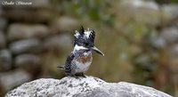 Crested Kingfisher - Megaceryle lugubris
