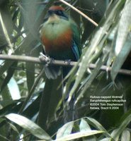 Rufous-capped Motmot - Baryphthengus ruficapillus