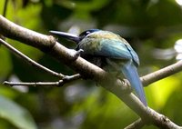 Purplish Jacamar - Galbula chalcothorax