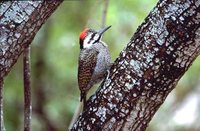 Bearded Woodpecker - Dendropicos namaquus