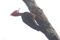 Red-necked Woodpecker - Campephilus rubricollis