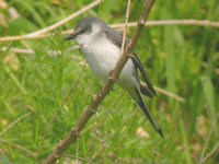 Ashy Minivet - Pericrocotus divaricatus