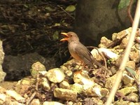 Island Thrush - Turdus poliocephalus