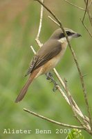 Brown Shrike - Lanius cristatus