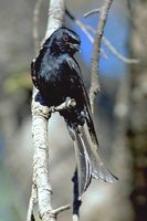 Fork-tailed Drongo - Dicrurus adsimilis