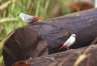 Lavender Waxbill - Estrilda caerulescens