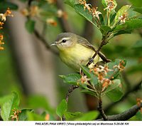 Philadelphia Vireo - Vireo philadelphicus