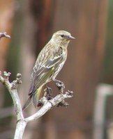 Pine Siskin - Carduelis pinus