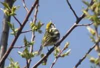 Chestnut-sided Warbler - Dendroica pensylvanica