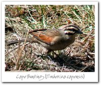 Cape Bunting - Emberiza capensis