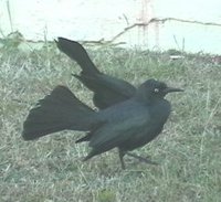 Greater Antillean Grackle - Quiscalus niger