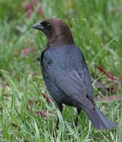 Brown-headed Cowbird - Molothrus ater