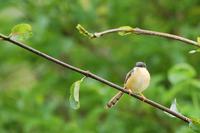 Ashy Prinia