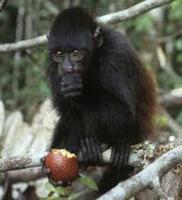 'Bean' - Juvenile Cacajao melanocephalus (Black-headed Uakari)