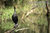 Double crested Cormorant , Big Cypress National Preserve , Florida stock photo