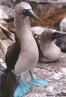 Blue-footed Booby - Sula nebouxii