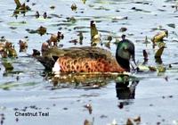 Chestnut Teal