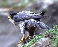 Peregrine               falcon, Falco peregrinus