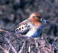 Spoon-billed               sandpiper, Eurynorhynchus pygmaeus