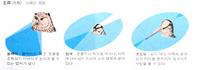조류-시력의 적응