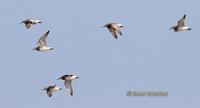 Great knot C20D 03420.jpg