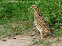 Krepelka polni (Coturnix coturnix)