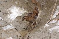 Rallus aquaticus , 흰눈썹뜸부기 - Water Rail