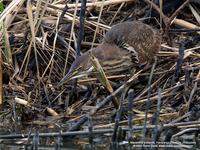 Cinnamon Bittern (Female)