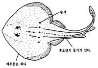 목탁가오리 Platyrhina sinensis (Bloch et Schneider)