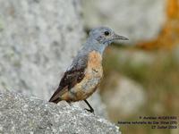 Monticole de roche         (Monticola saxatilis)