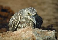 Striated Heron (Butorides striata)