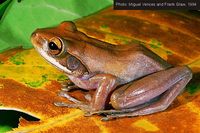 : Boophis opisthodon