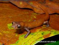 : Bolitoglossa ramosi