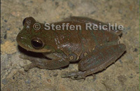 : Hypsiboas balzani