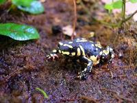 : Melanophryniscus stelzneri; Bumble Bee Toad