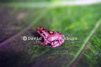 : Phrynobatrachus sandersoni