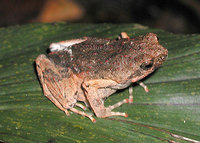 : Physalaemus petersi