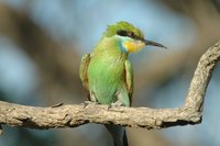 : Merops hirundineus; Swallow-tailed Bee-eater