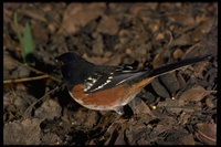 : Pipilo maculatus; Spotted Towhee