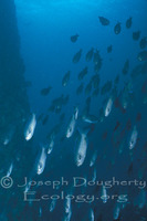 : Chromis punctipinnis; Blacksmith