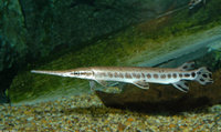 : Lepisosteus oculatus; Spotted Gar